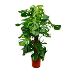 Monstera Deliciosa (L)