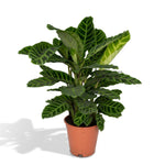 Calathea Zebrina