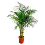 Areca Palm (XL)