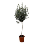 Olea Europaea op stam (XL)
