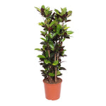 Croton Iceton (L)