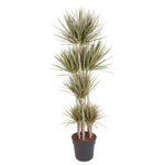 Dracaena Bicolor (XL)