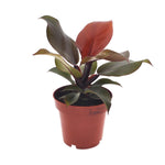 Philodendron Imperial Red