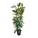Ficus Elastica Tineke struik (XXL)