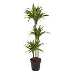 Dracaena Lemon Lime (L)