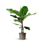 Musa (Bananenplant) (L)
