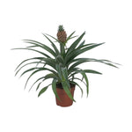 Ananasplant