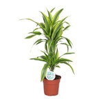 Dracaena Lemon Lime (M)