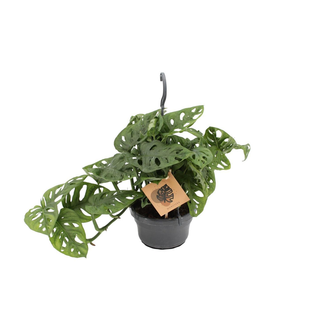 Monstera Monkey Leaf (Hangpot)
