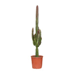 Euphorbia Trigona Rubra