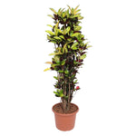 Croton Iceton (XL)