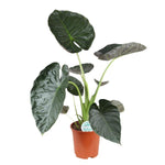 Alocasia Regal Shield