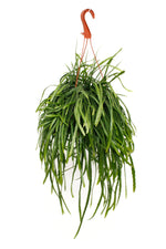 Boliviaanse Koraalcactus (Hangpot)