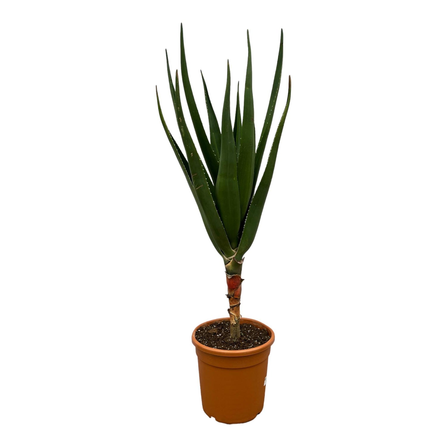 Aloë Barberae