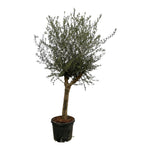 Olea Europaea Lorc (XXL)