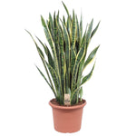 Sansevieria Laurentii (XXL)