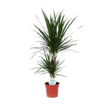 Dracaena Marginata (M)