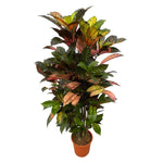 Croton Iceton vertakt (L)