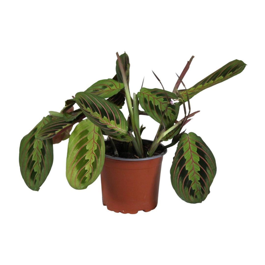 Maranta Fascinator