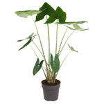Alocasia Zebrina (XXL)