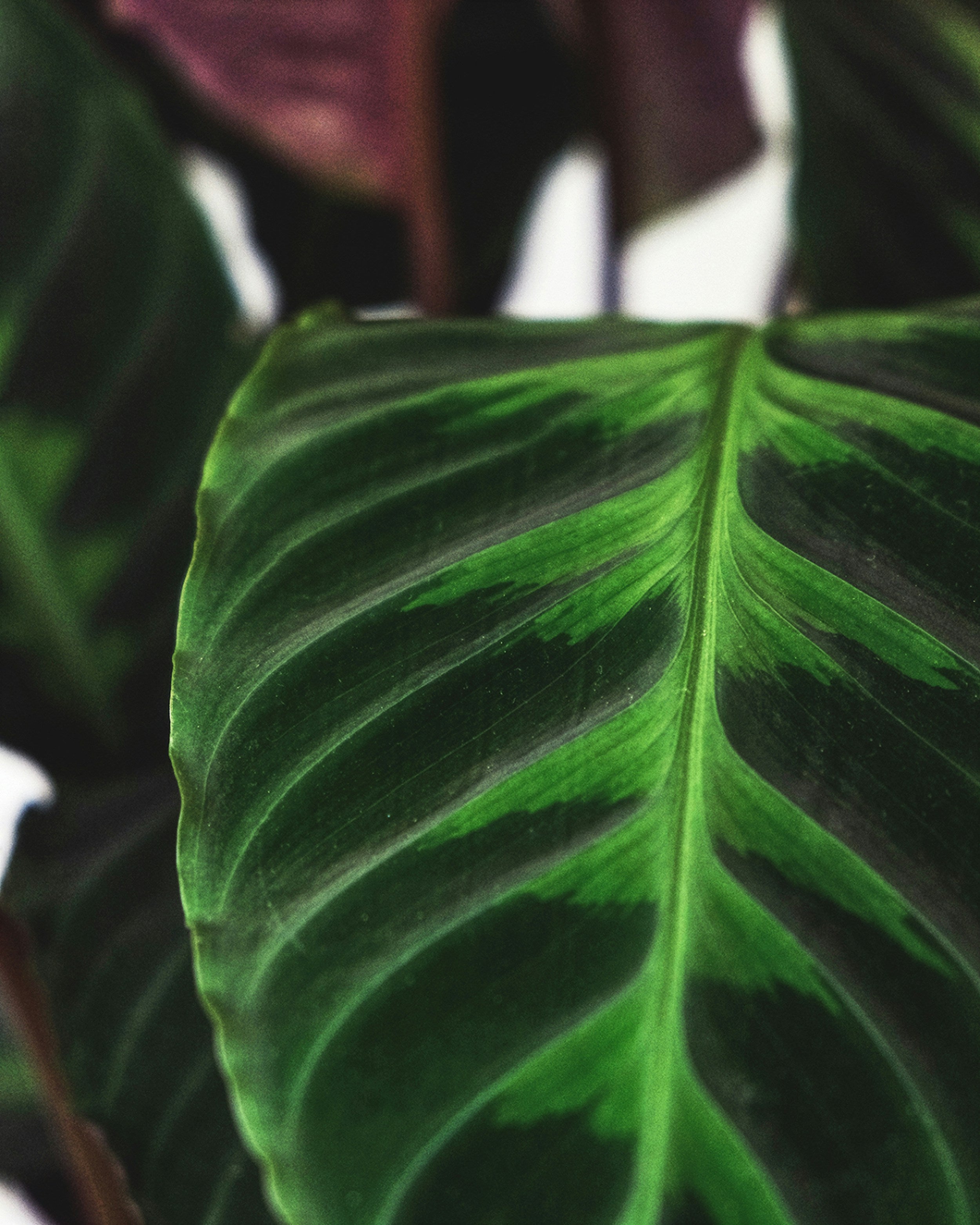 Calathea