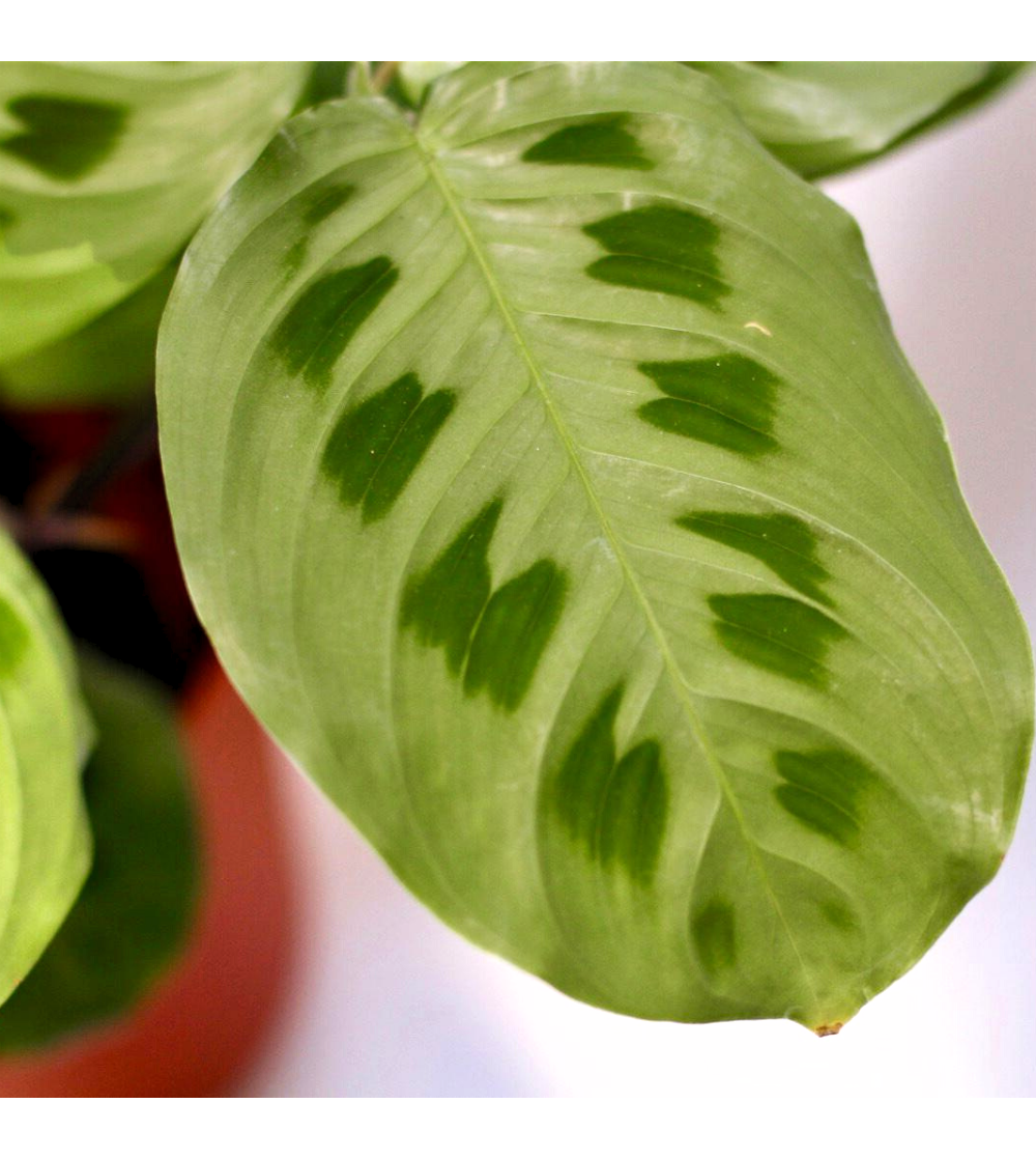 Maranta Kerchoveana