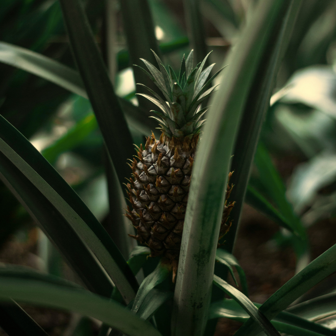 Ananasplant