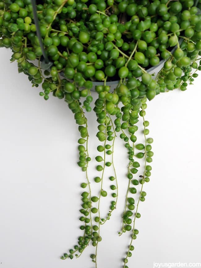 String of Beads (Hangpot)