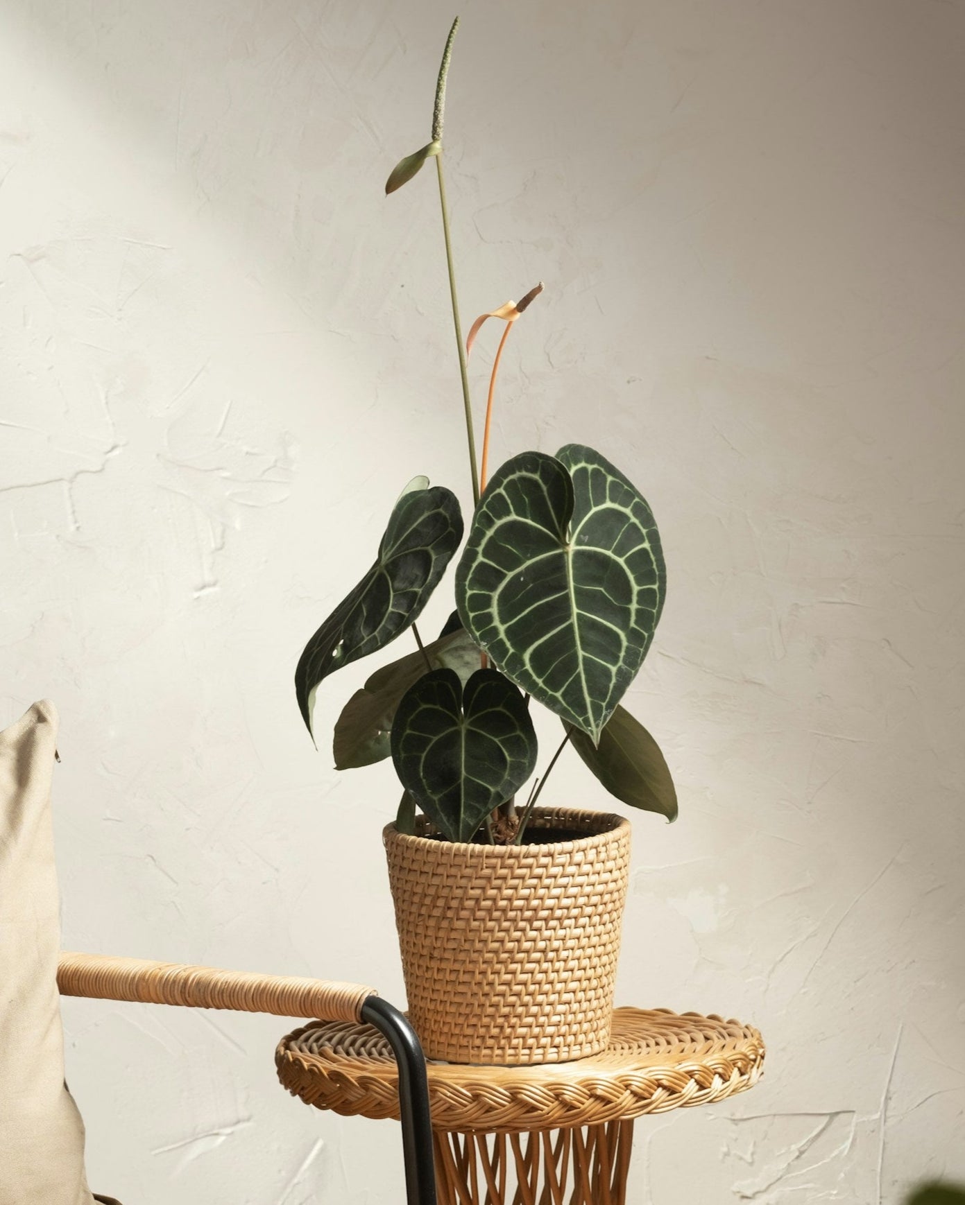 Anthurium Clarinervium