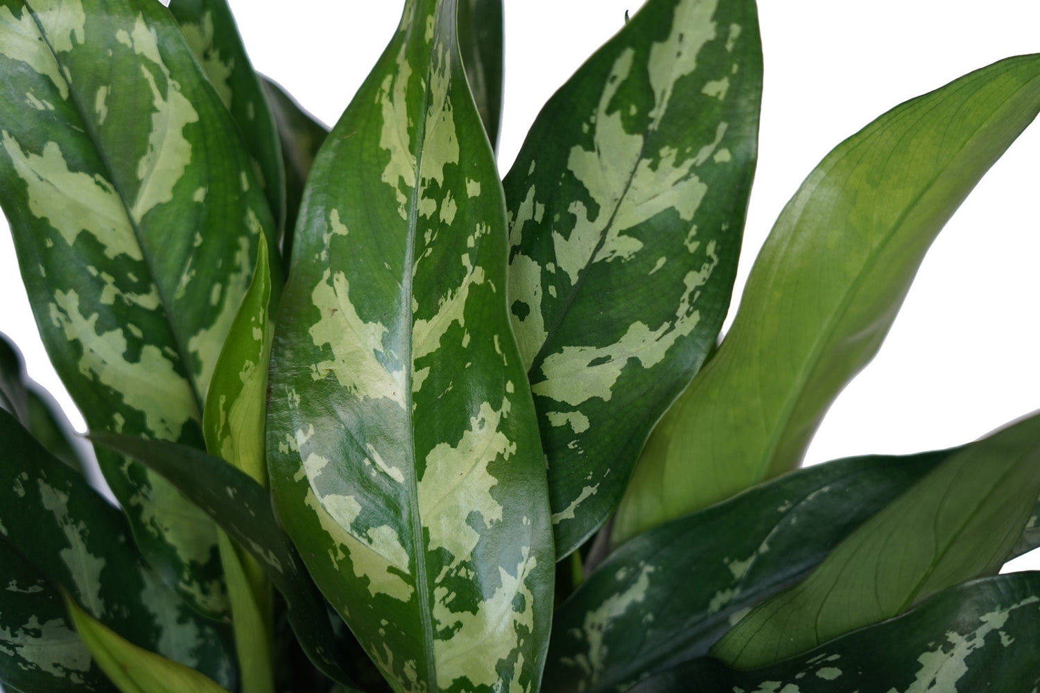 Aglaonema Maria