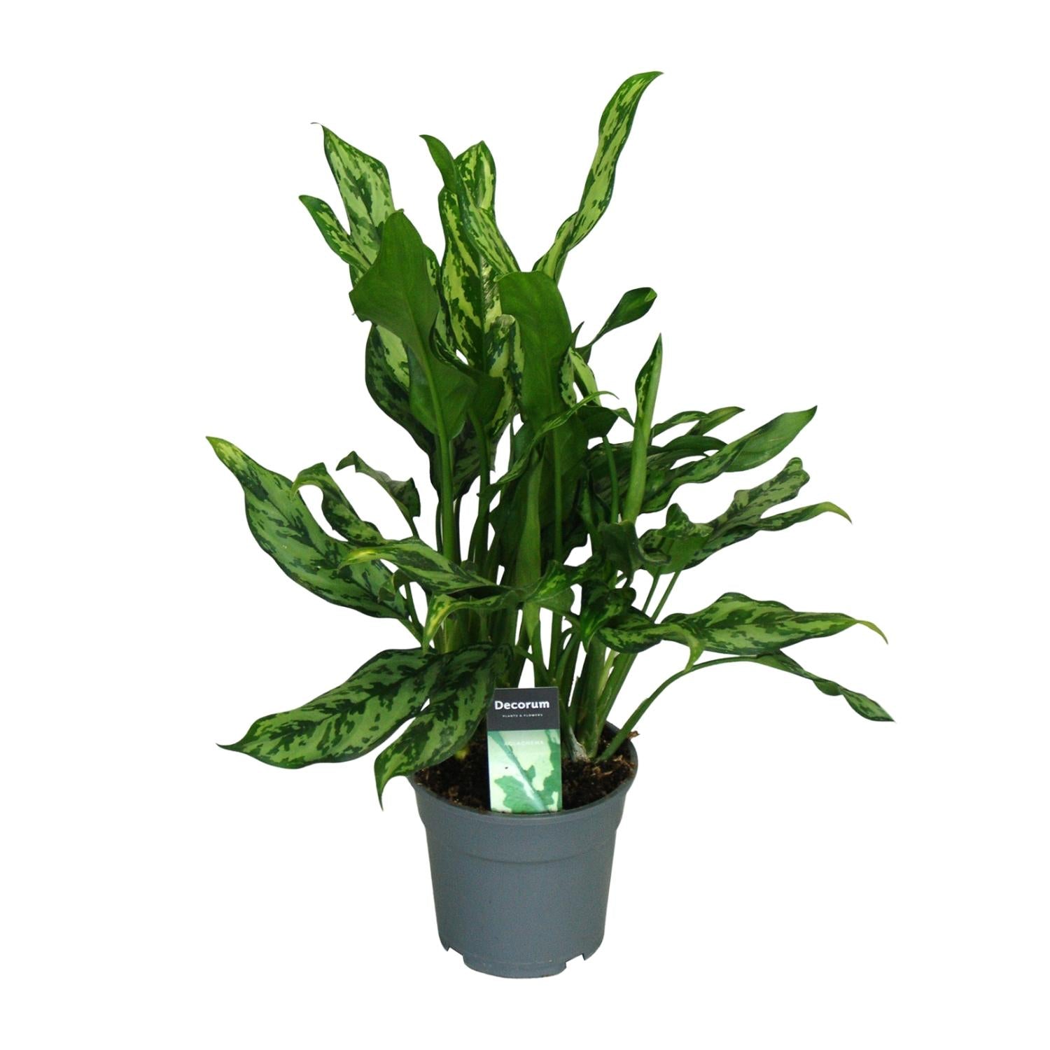 Aglaonema Maria