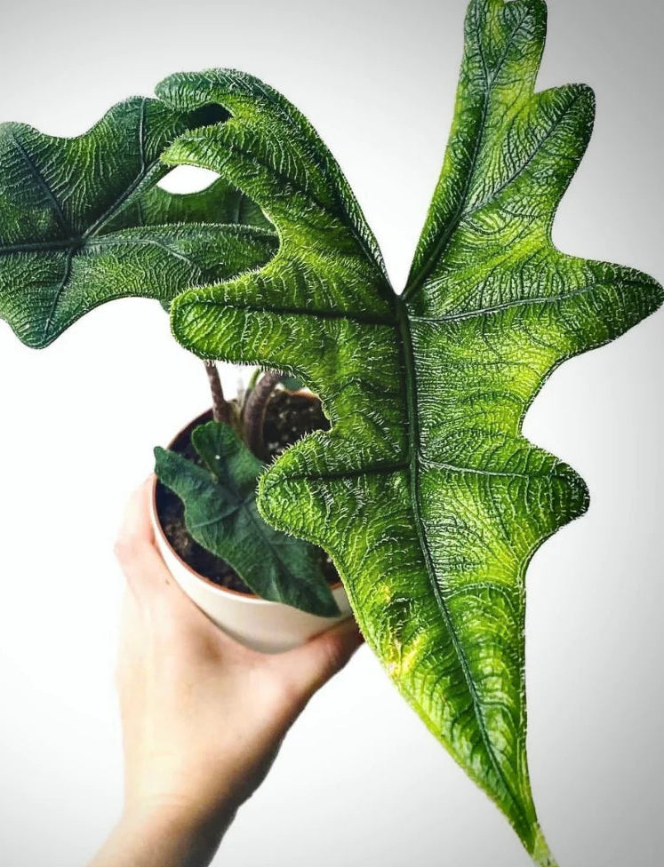 Alocasia Jacklyn