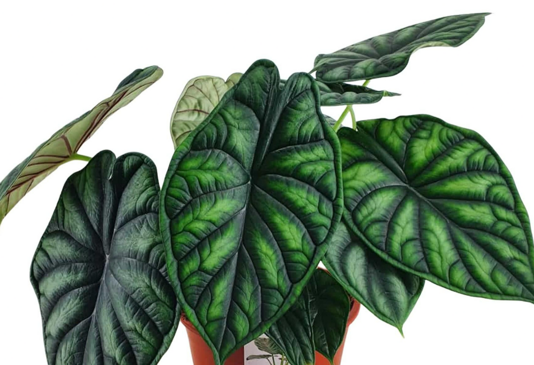 Alocasia Dragon Scale