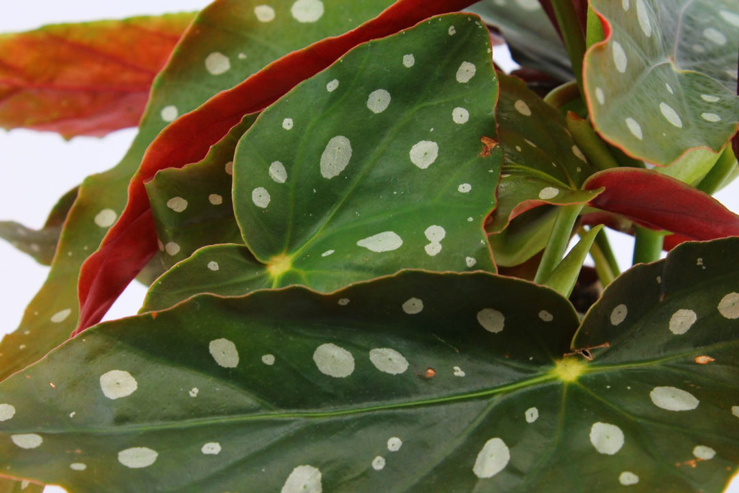 Begonia Maculata Polkadot