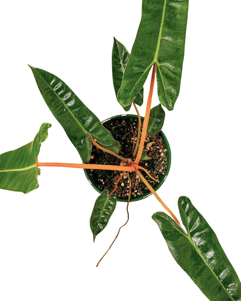 Philodendron Billetiae