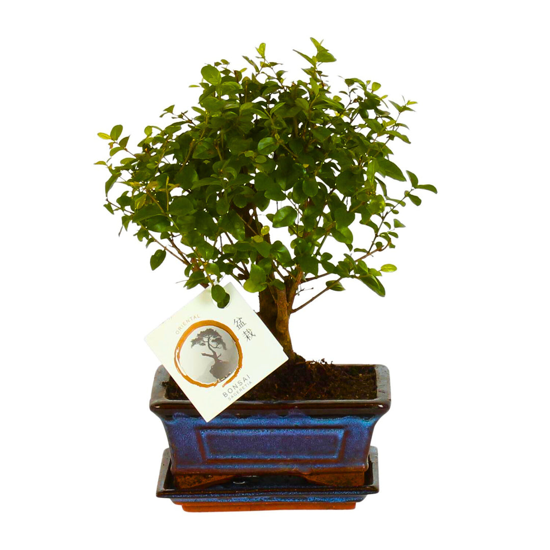 Bonsai-boom in keramische pot