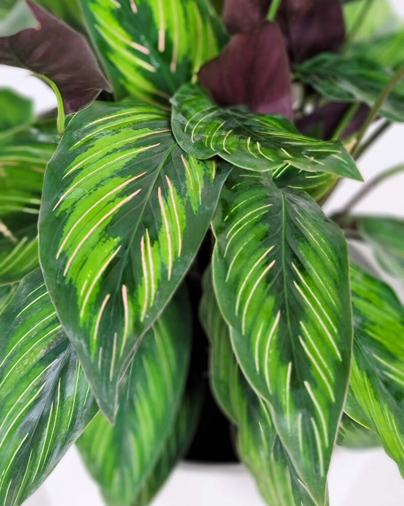 Calathea Majestica Princeps