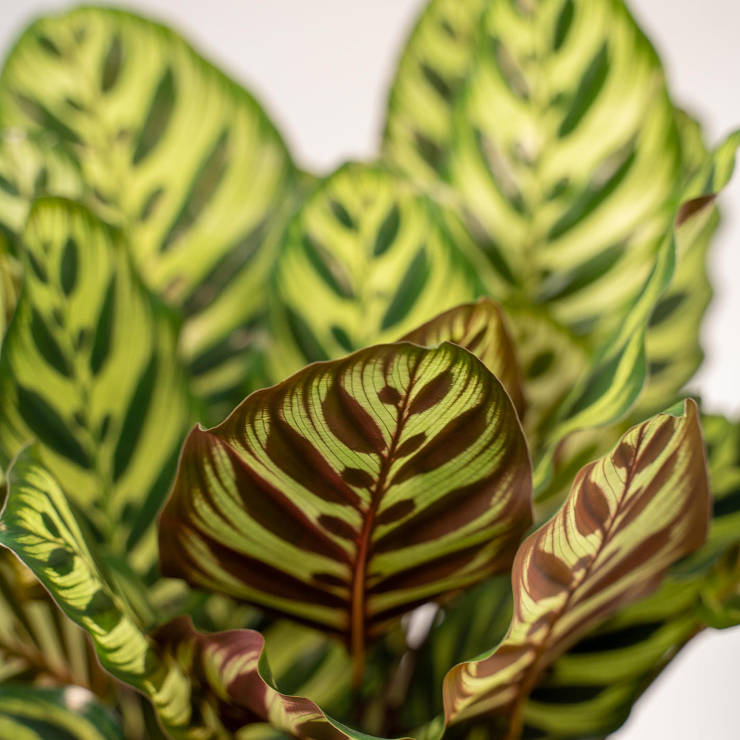 Calathea Makoyana
