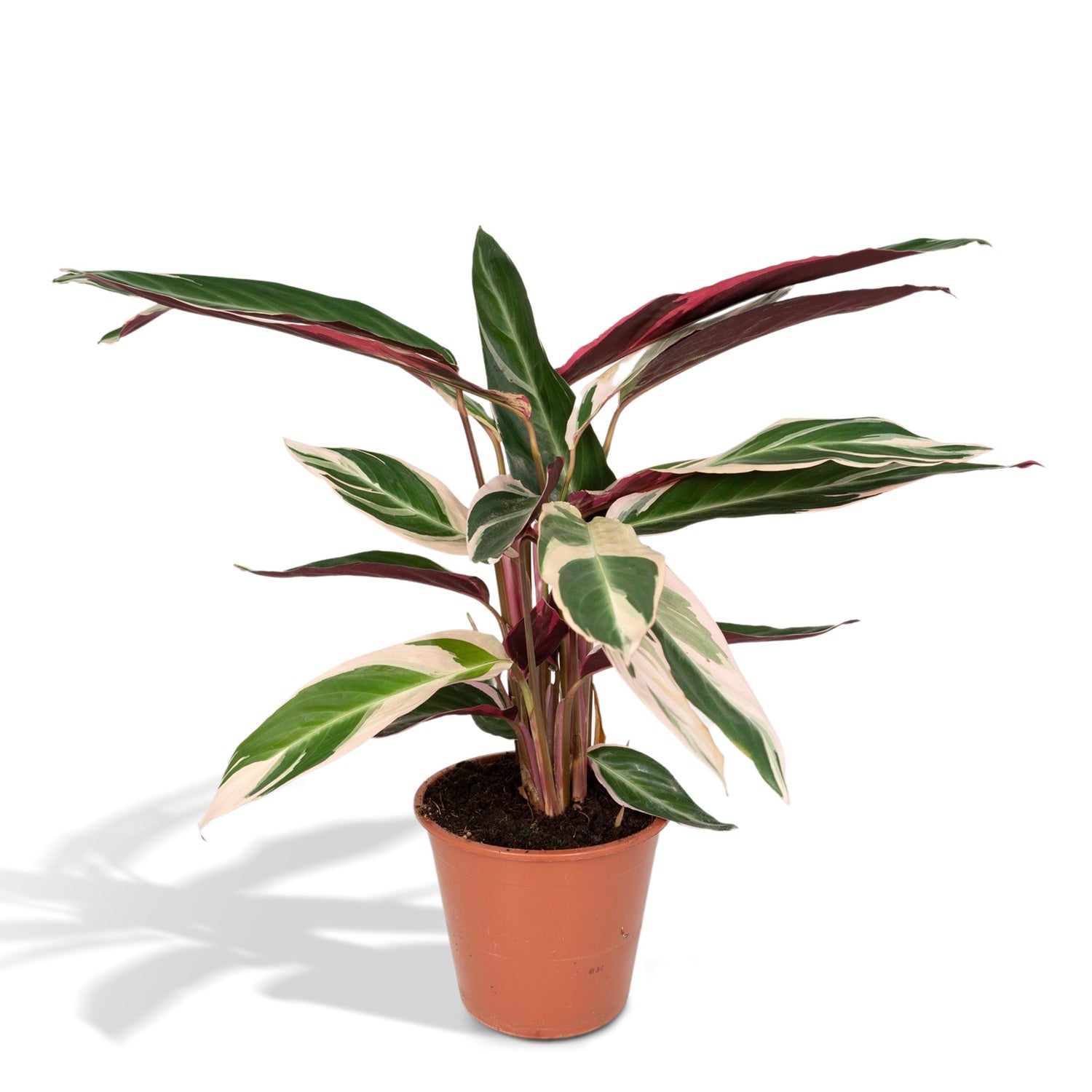 Stromanthe Sanguinea Triostar