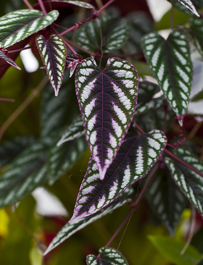 Cissus Discolor Pyramide