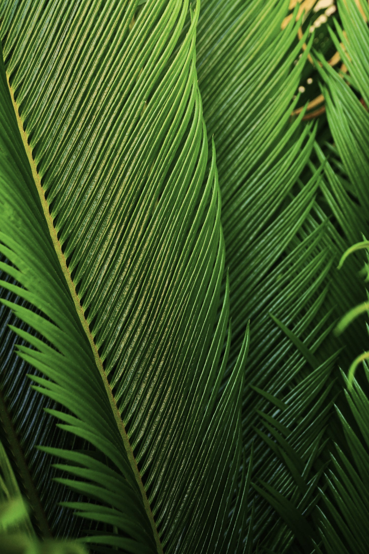 Cycas Revoluta