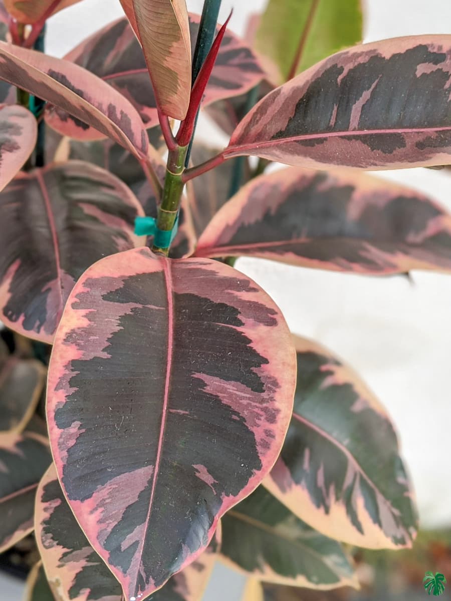 Ficus Elastica Belize op stam