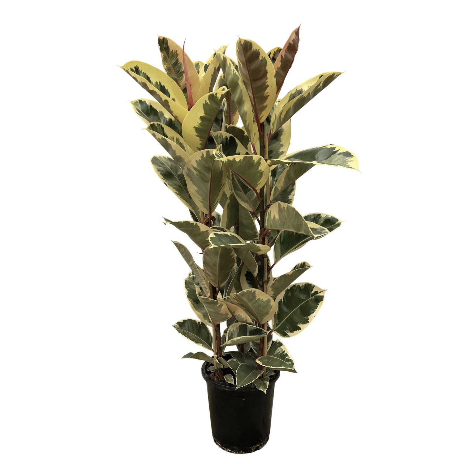 Ficus Elastica Tineke struik (XL)