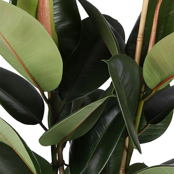 Ficus Elastica Robusta (XL)