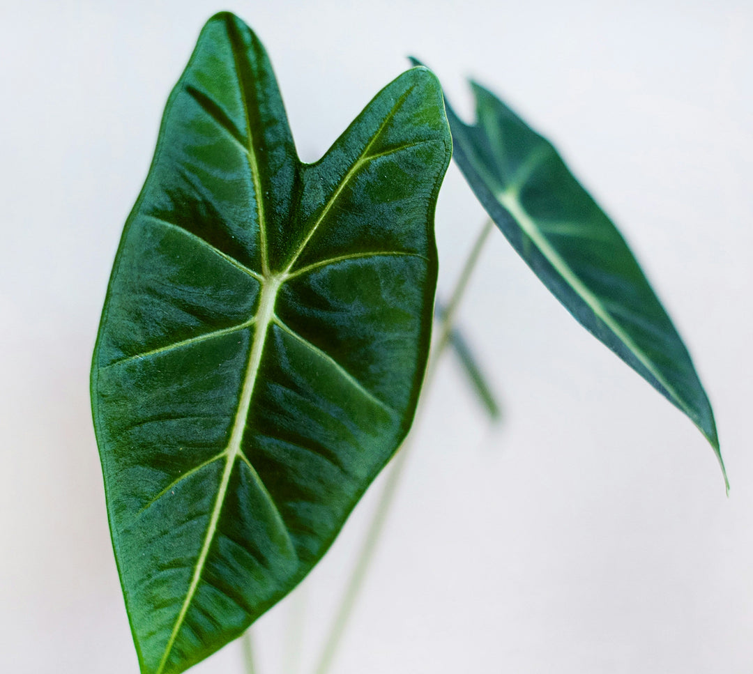 Alocasia Frydek