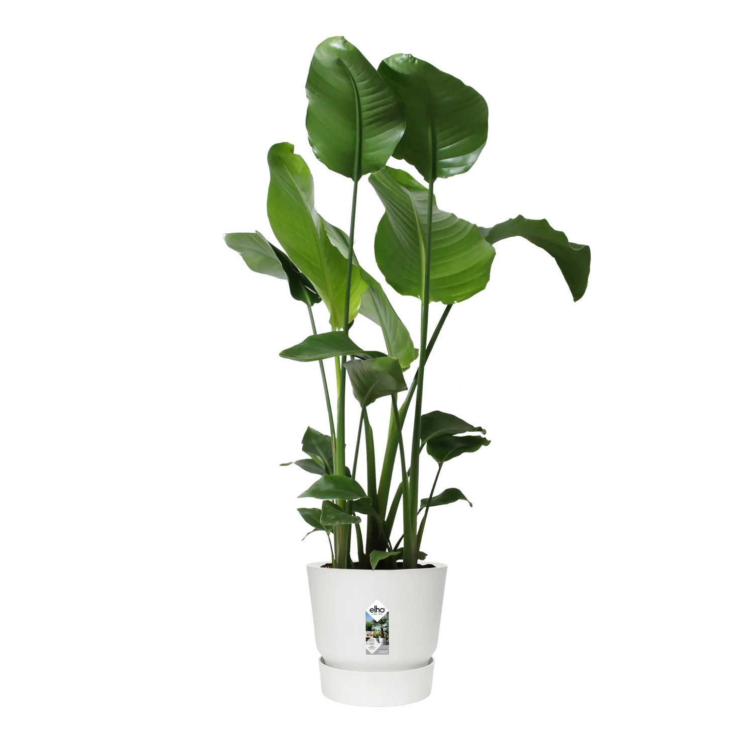 Pot elho Greenville Round wit - Ø24cm