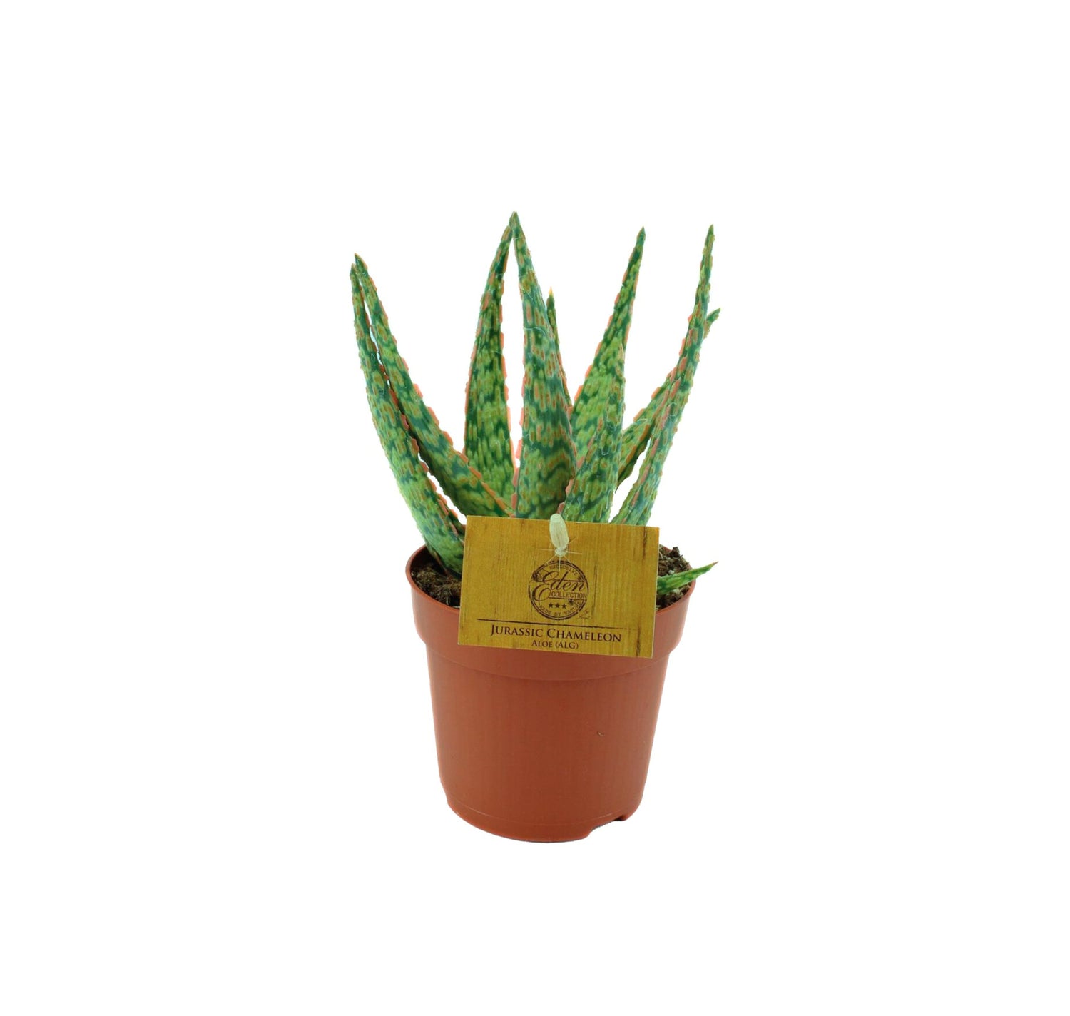 Aloe Jurassic Chameleon