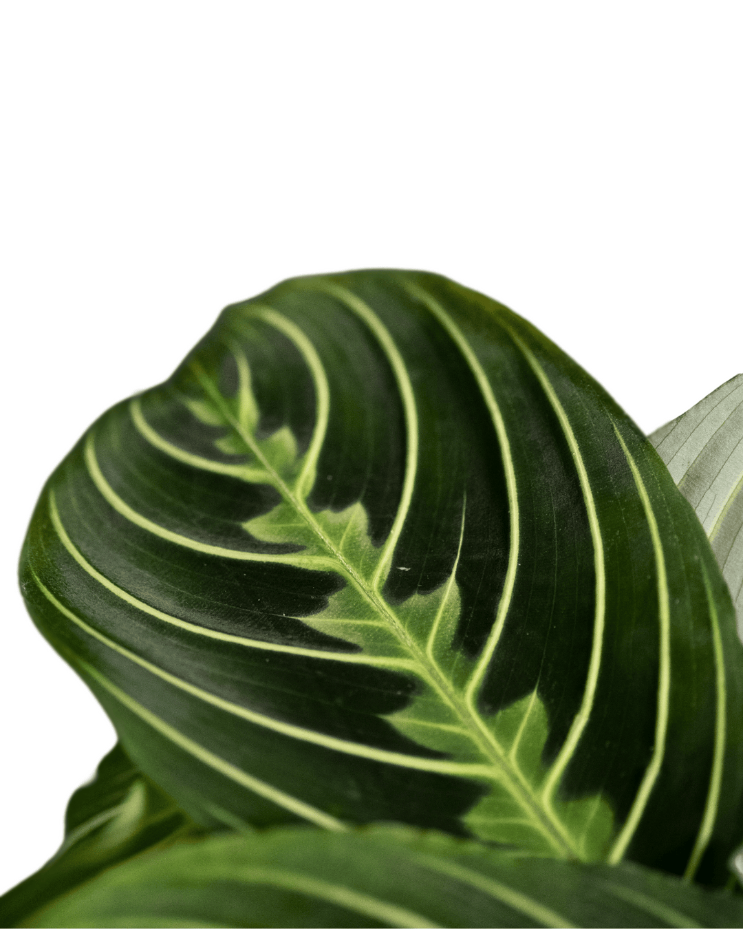 Maranta Fascinator Lemon Lime