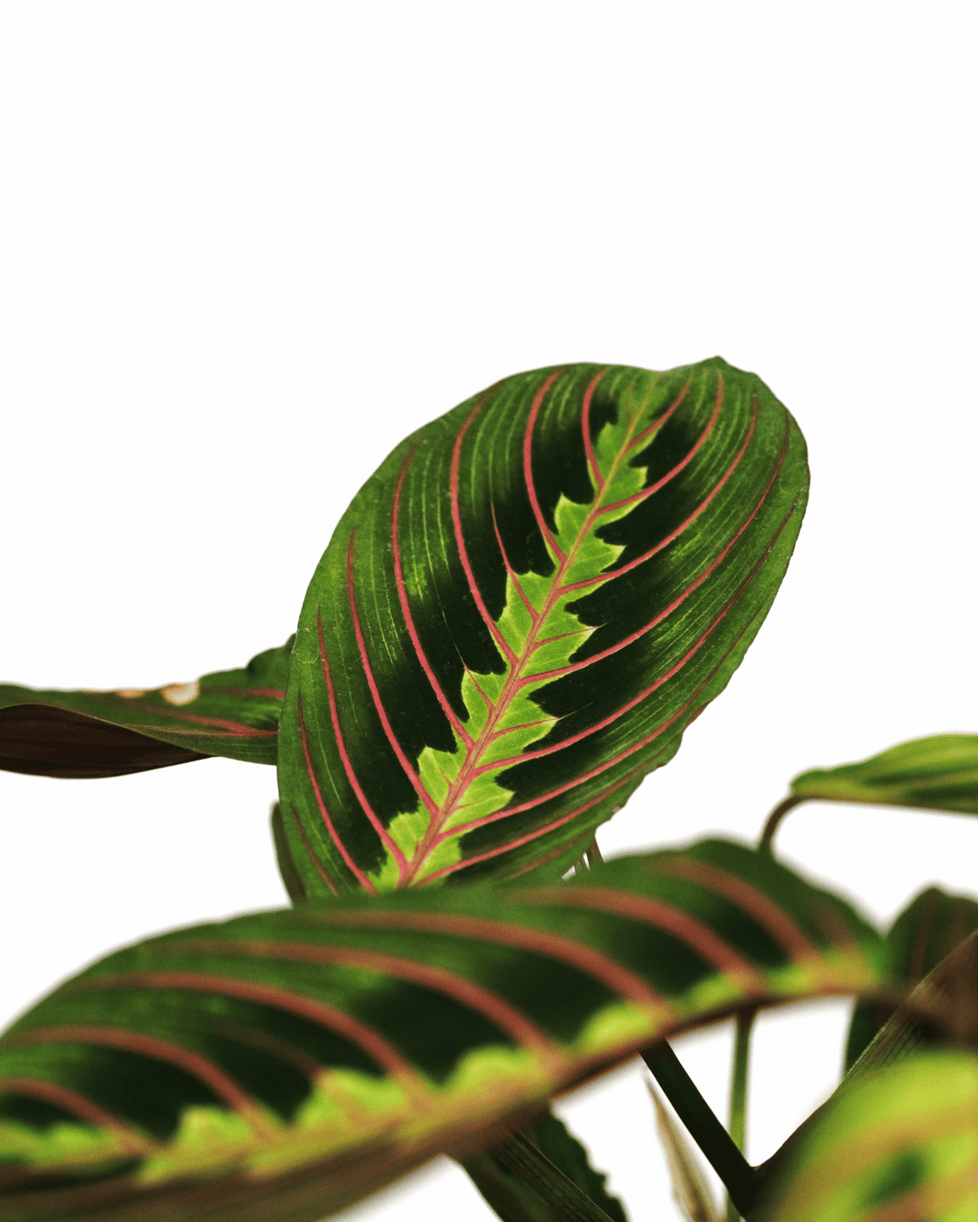 Maranta Fascinator