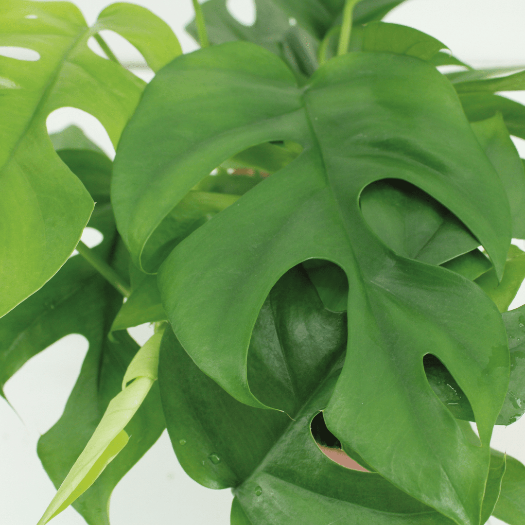 Monstera Minima